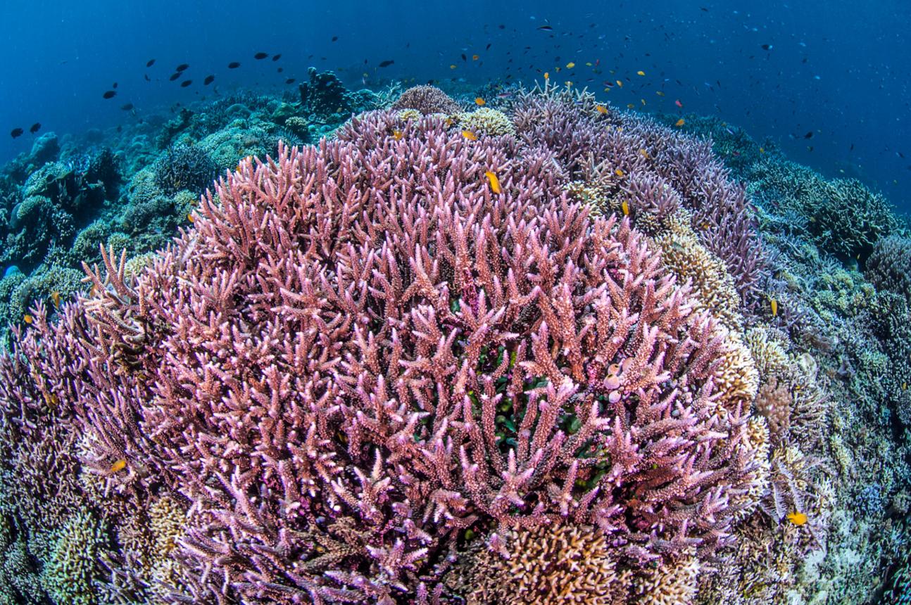 Colorful coral reefs around Bangka Island