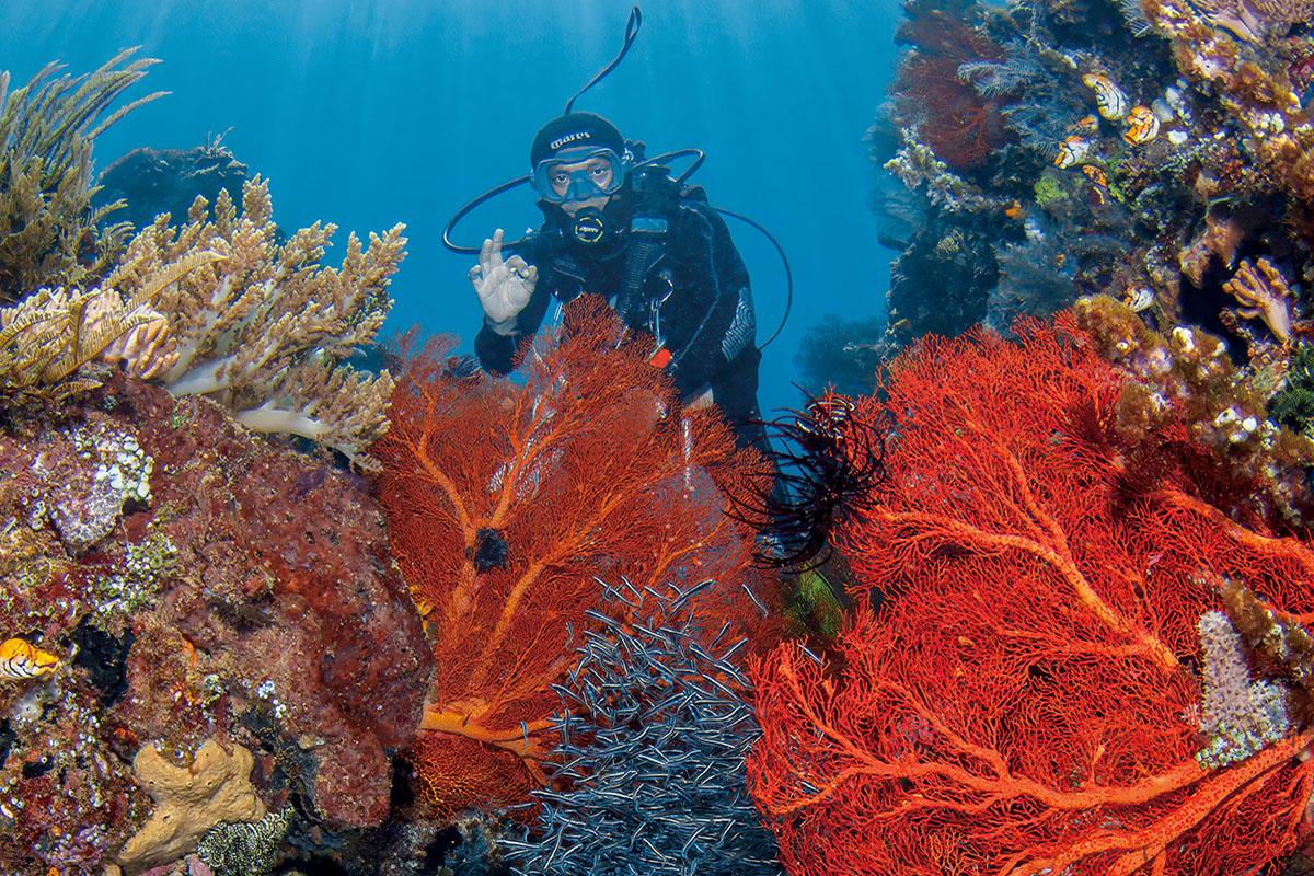 Discovery Diving in Bunaken