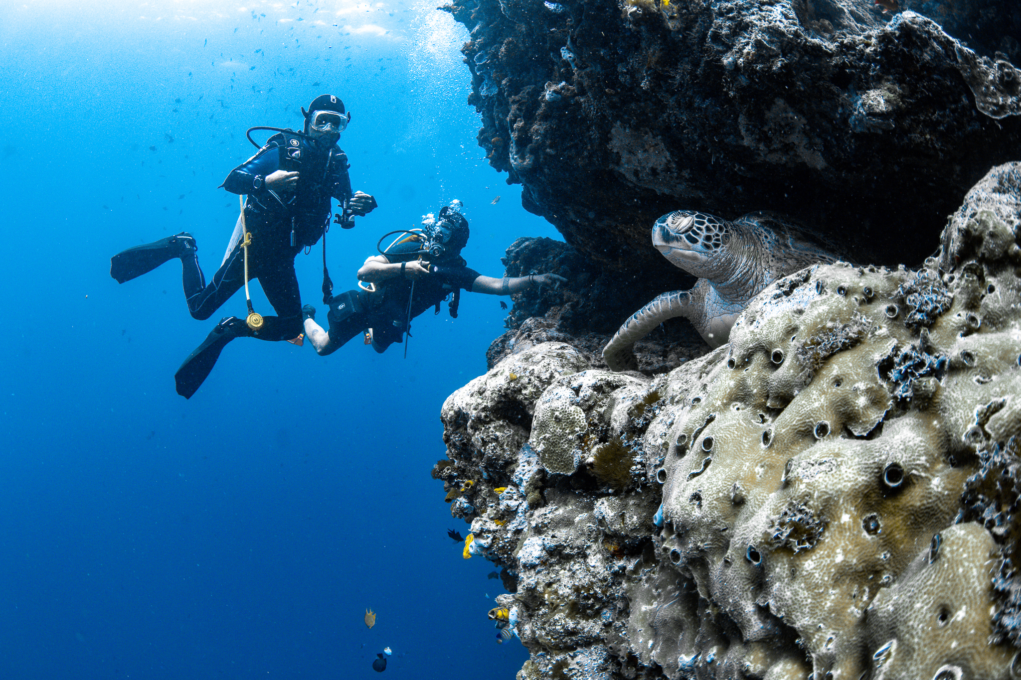 Diving in Manado