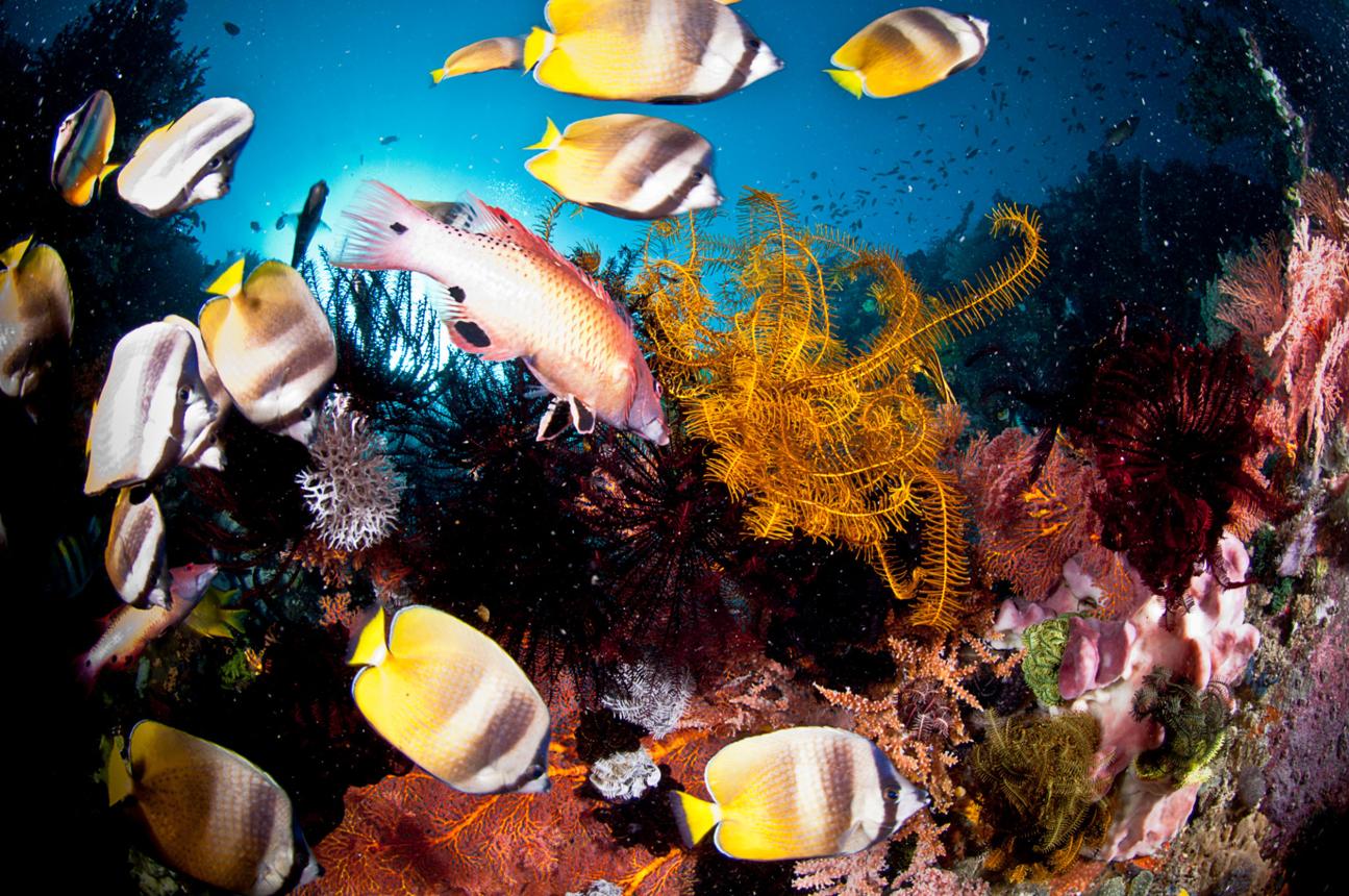 Underwater coral reefs around Gangga Island