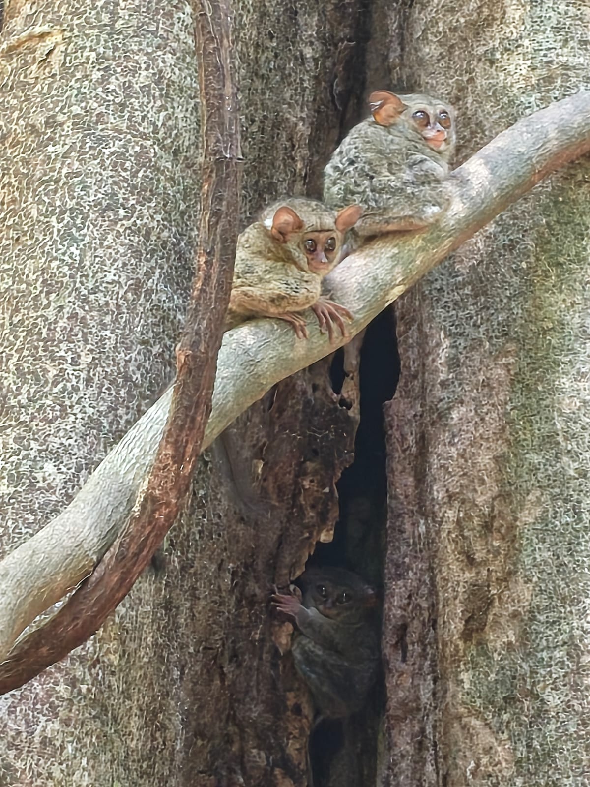 Tangkoko Nature Tour