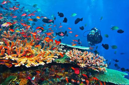 Professional underwater photography in Manado